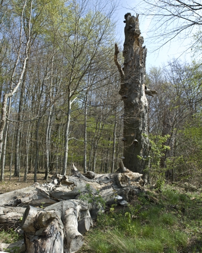Sędziwe buki w leśnictwie Binowo /obszar Natura 2000 Wzgórza Bukowe PLH 320020/. Foto Zbyszek Pajewski