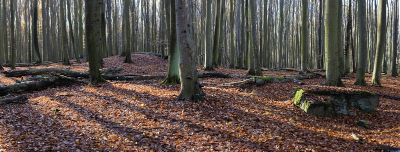 Cmentarzysko kurhanowe w rezerwacie Trawiasta Buczyna. Foto Zbyszek Pajewski