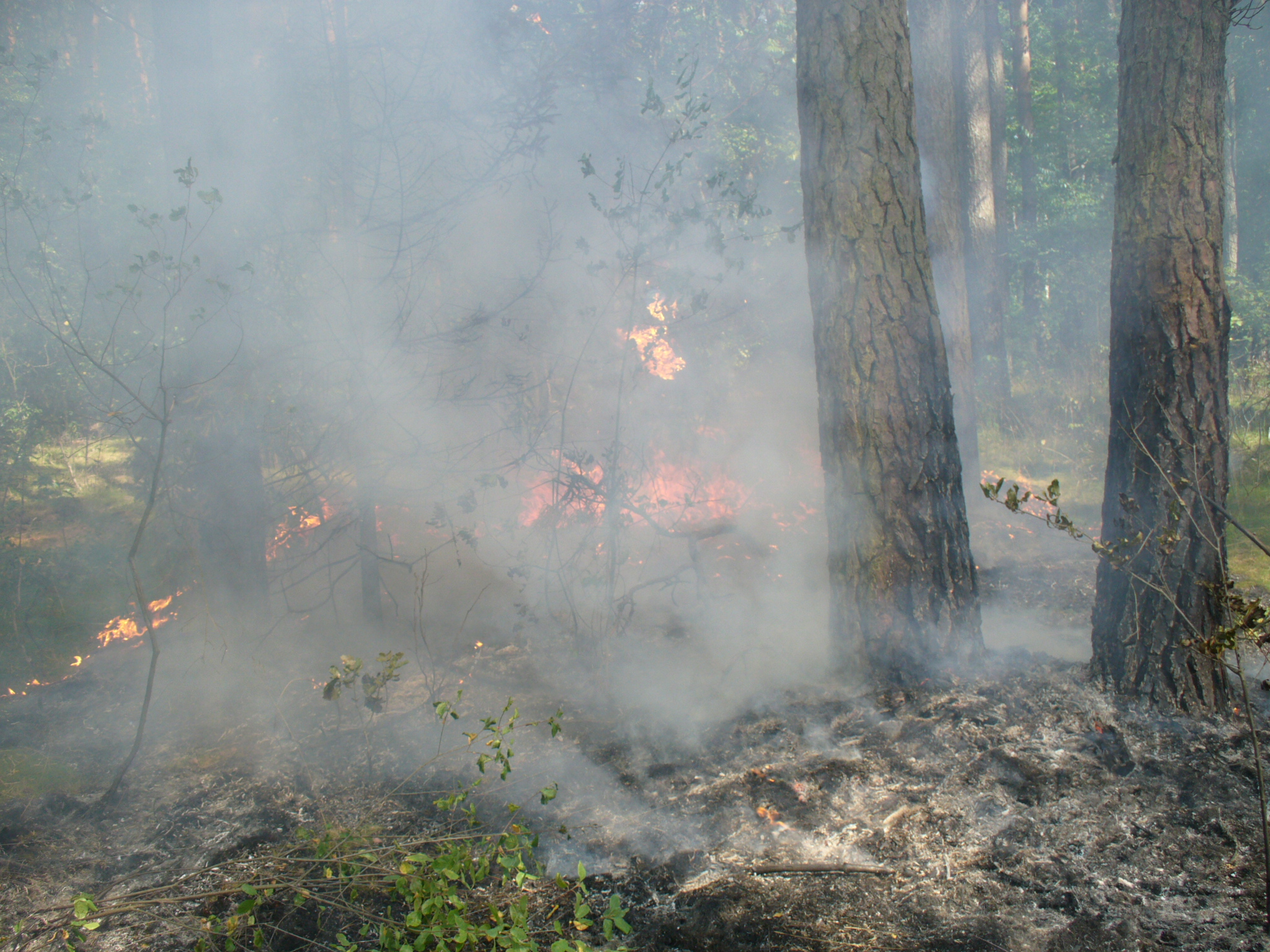 Pożary są jednym z największych zagrożeń dla lasów. Foto Paweł Mendyk