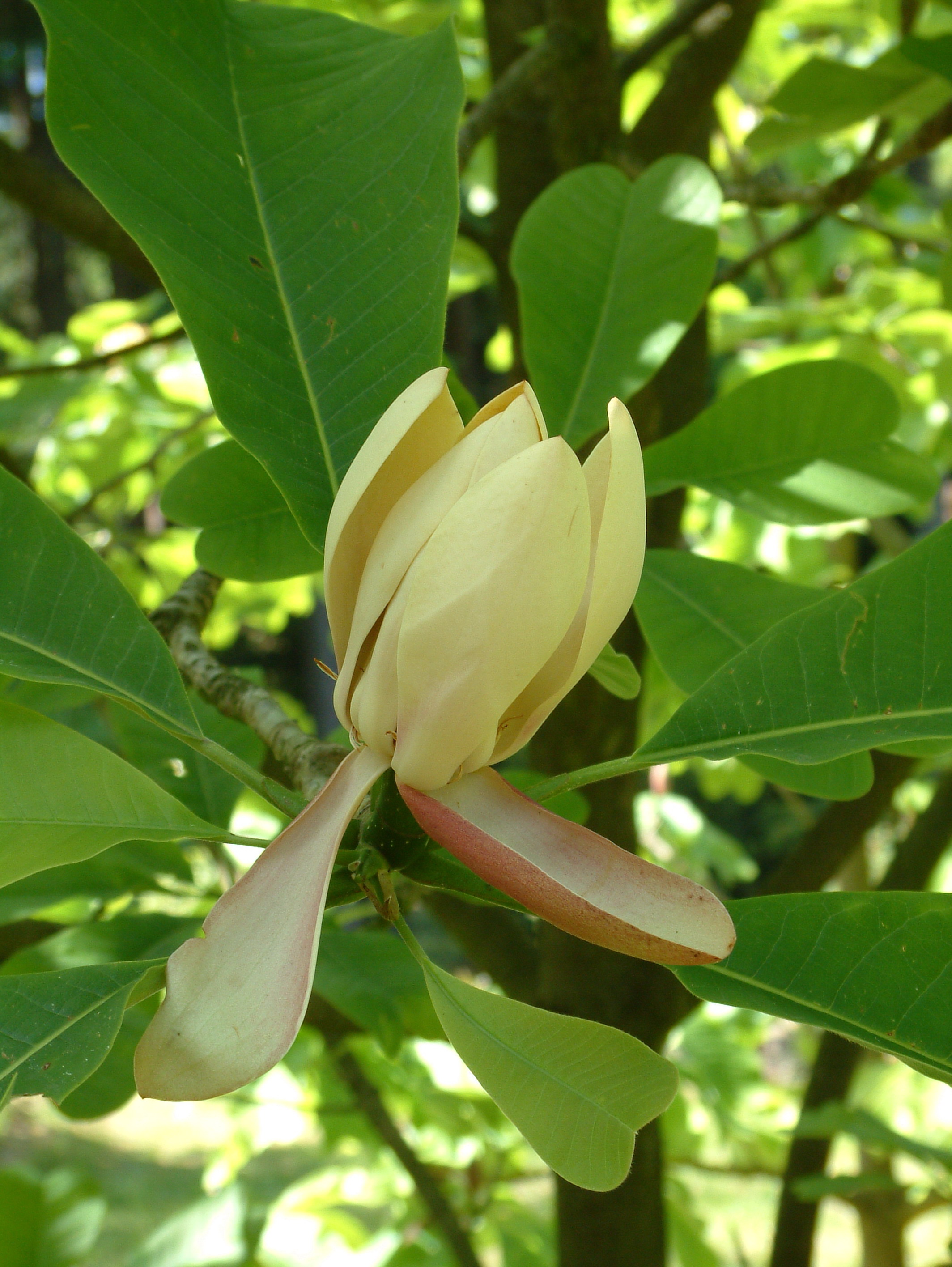 Zdjęcie prxzedstawia kwiat magnolii lekarskiej - jednego z najciekawszych gatunków w ogrodzie