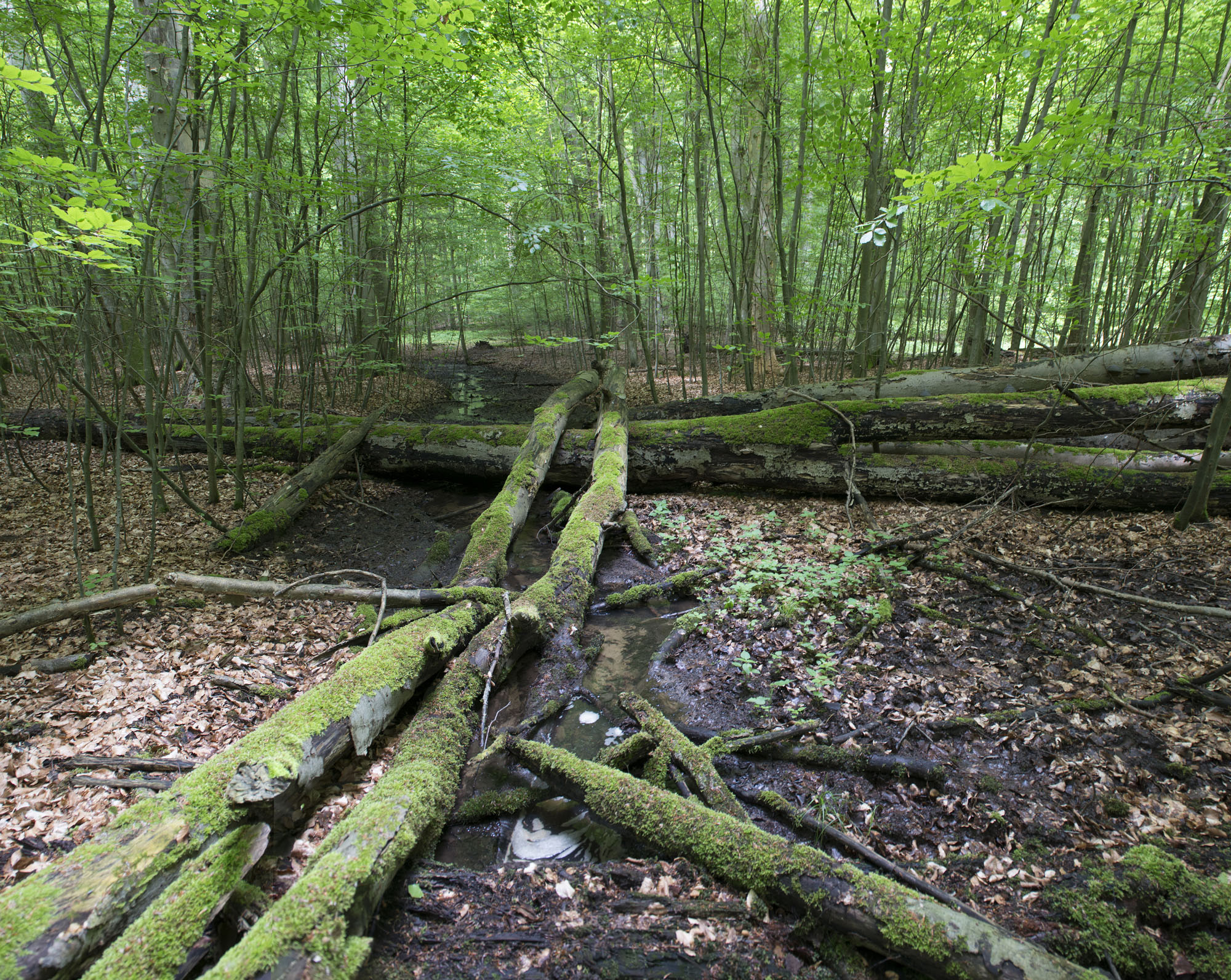 Drzewa ekologiczne stanowią nieodłączy element powierzchni użytkowanych gospodarczo. Fot. Z. Pajewski