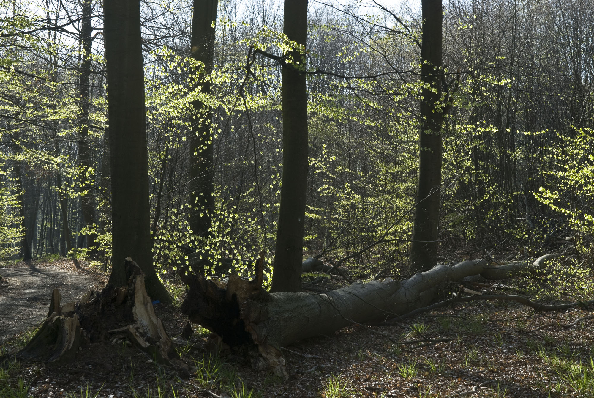 Wszędzie gdzie jest to możliwe powalane siłami natury drzewa pozostawiane są jako depozyty martwego drewna. Fot. Z. Pajewski