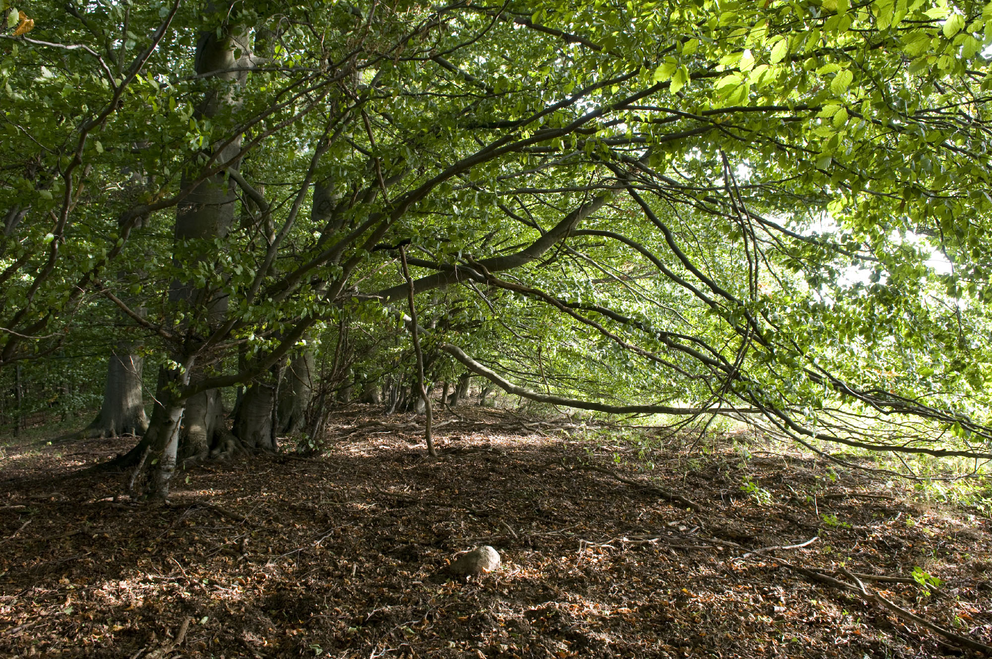 Splątana gęstwina zieleni w okrajku na granicy lasu i pola uprawnego. Fot. Z. Pajewski