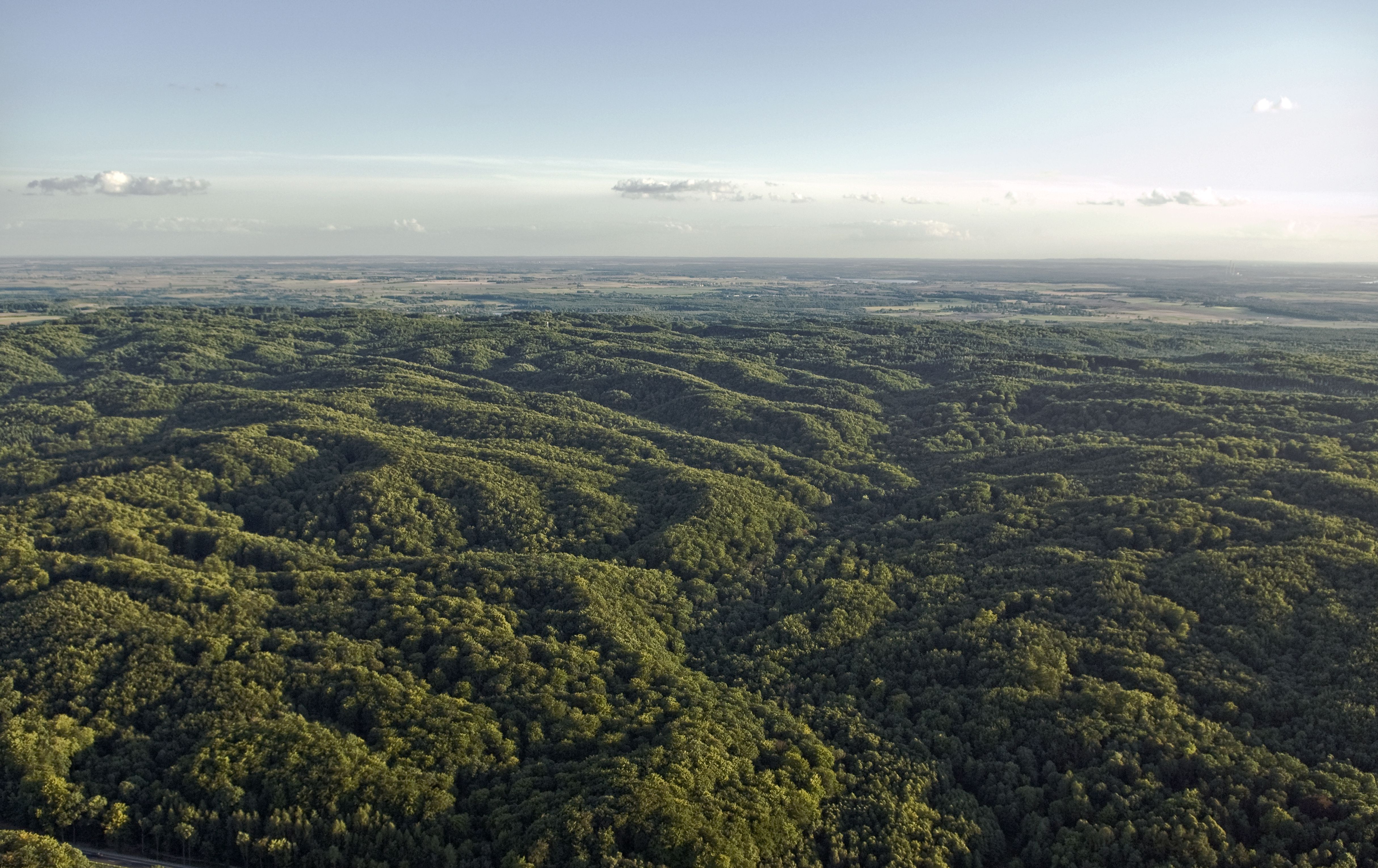 Las na wzgórzach...(fot. Z. Pajewski)