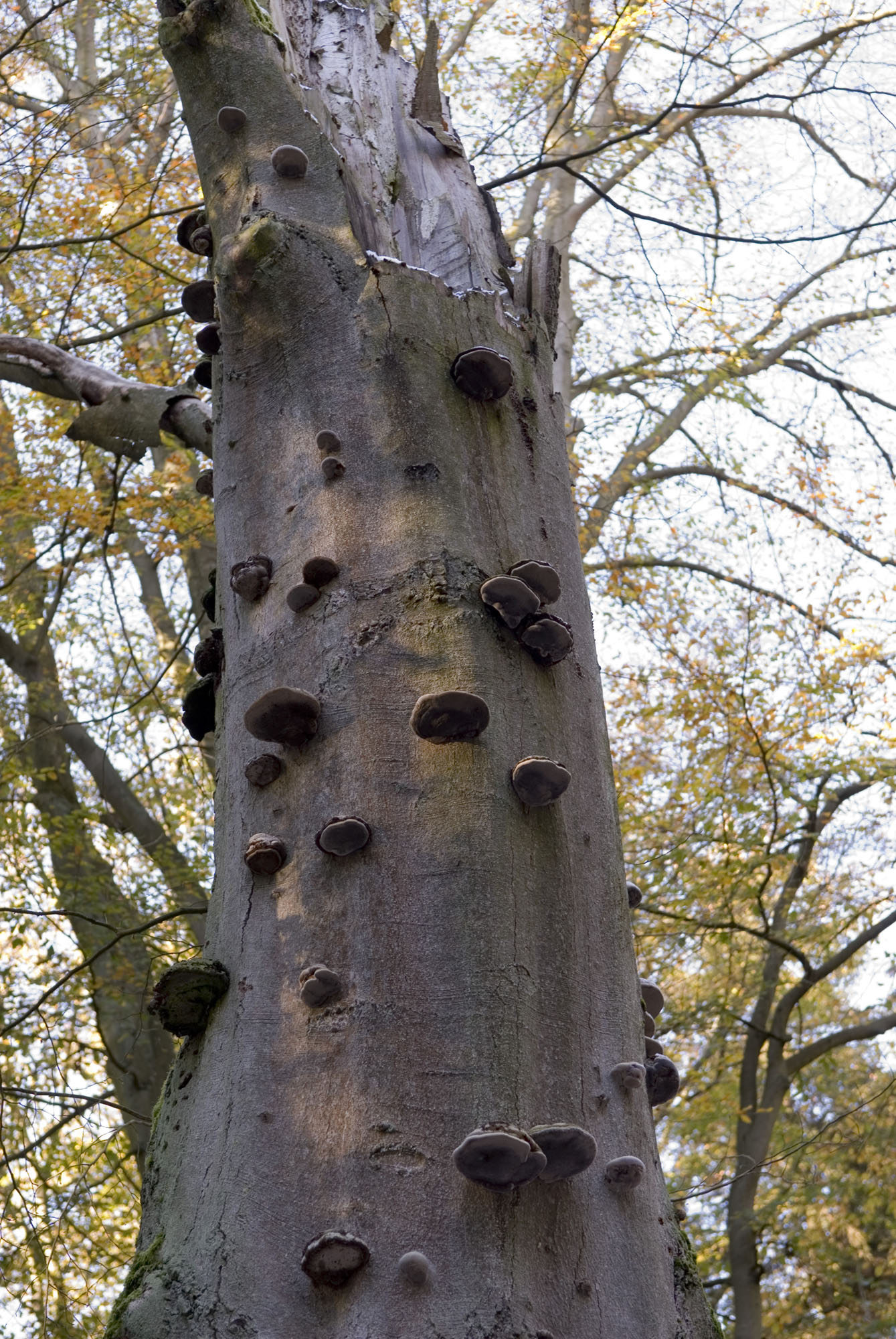 Widok "drzew biocenotycznych" towarzyszy każdemu niemal zakątkowi Puszczy Bukowej 