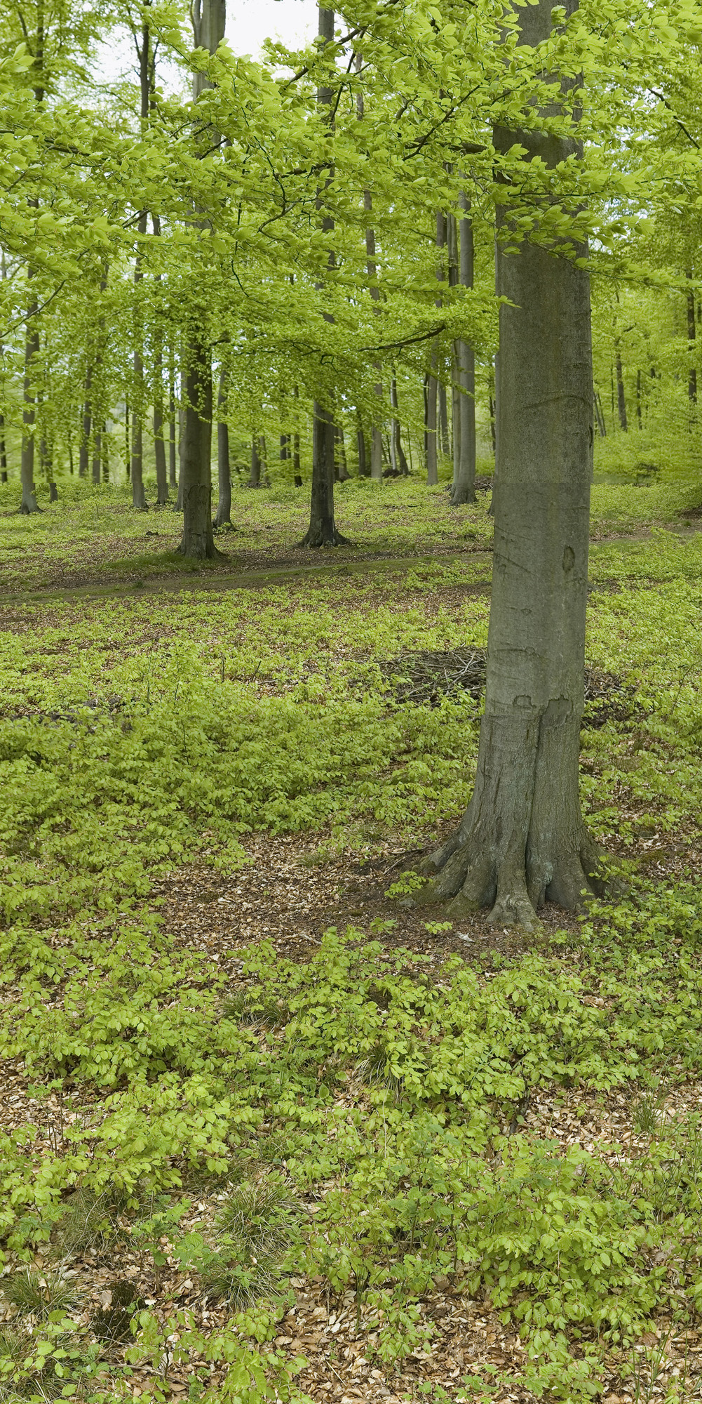 Tysiące siewek bukowych tworzą zielone kobierce zwane nalotem. 