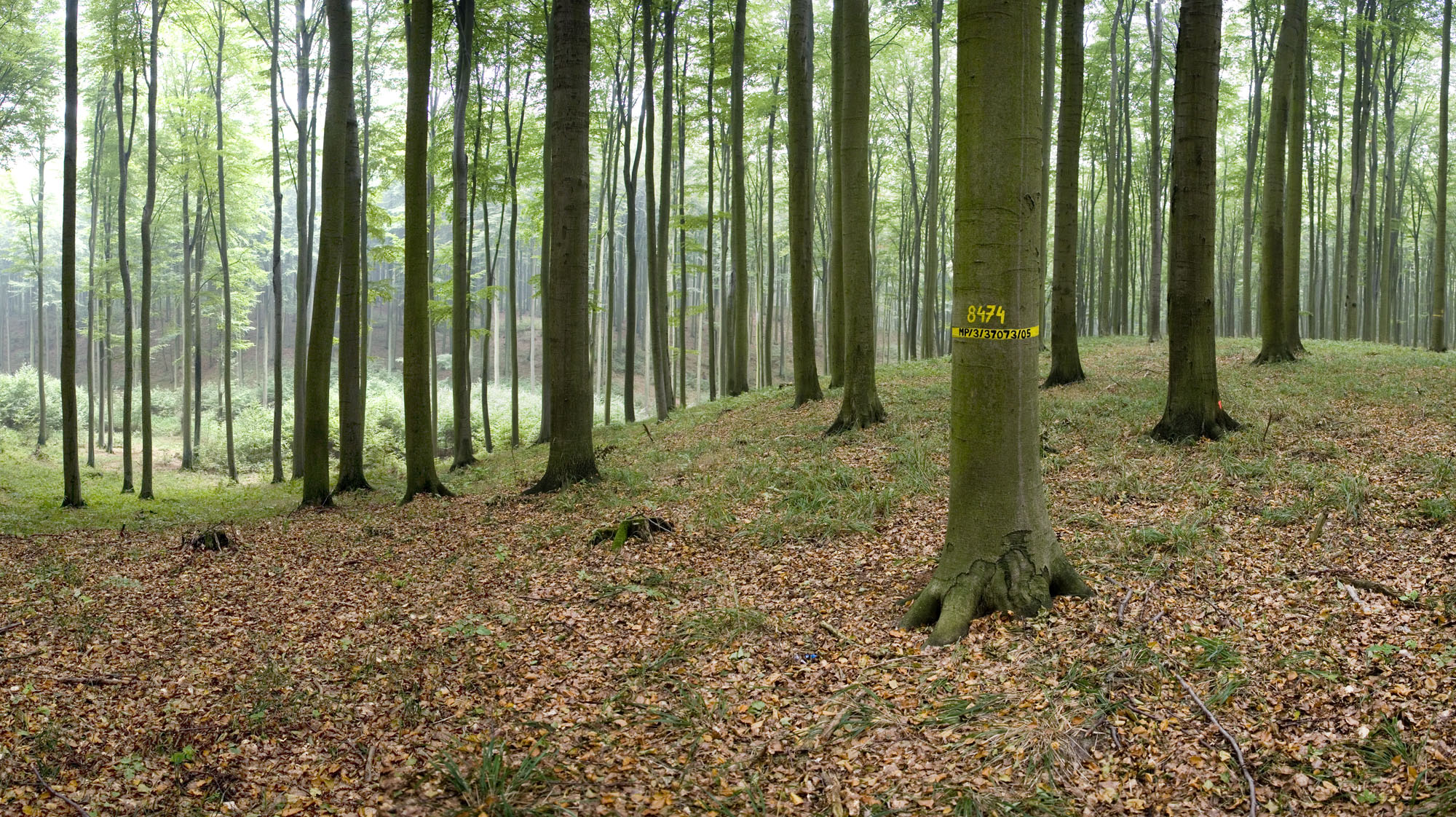 Drzewa o najlepszych cechach genetycznych posiadają swoje unikalne numery. 