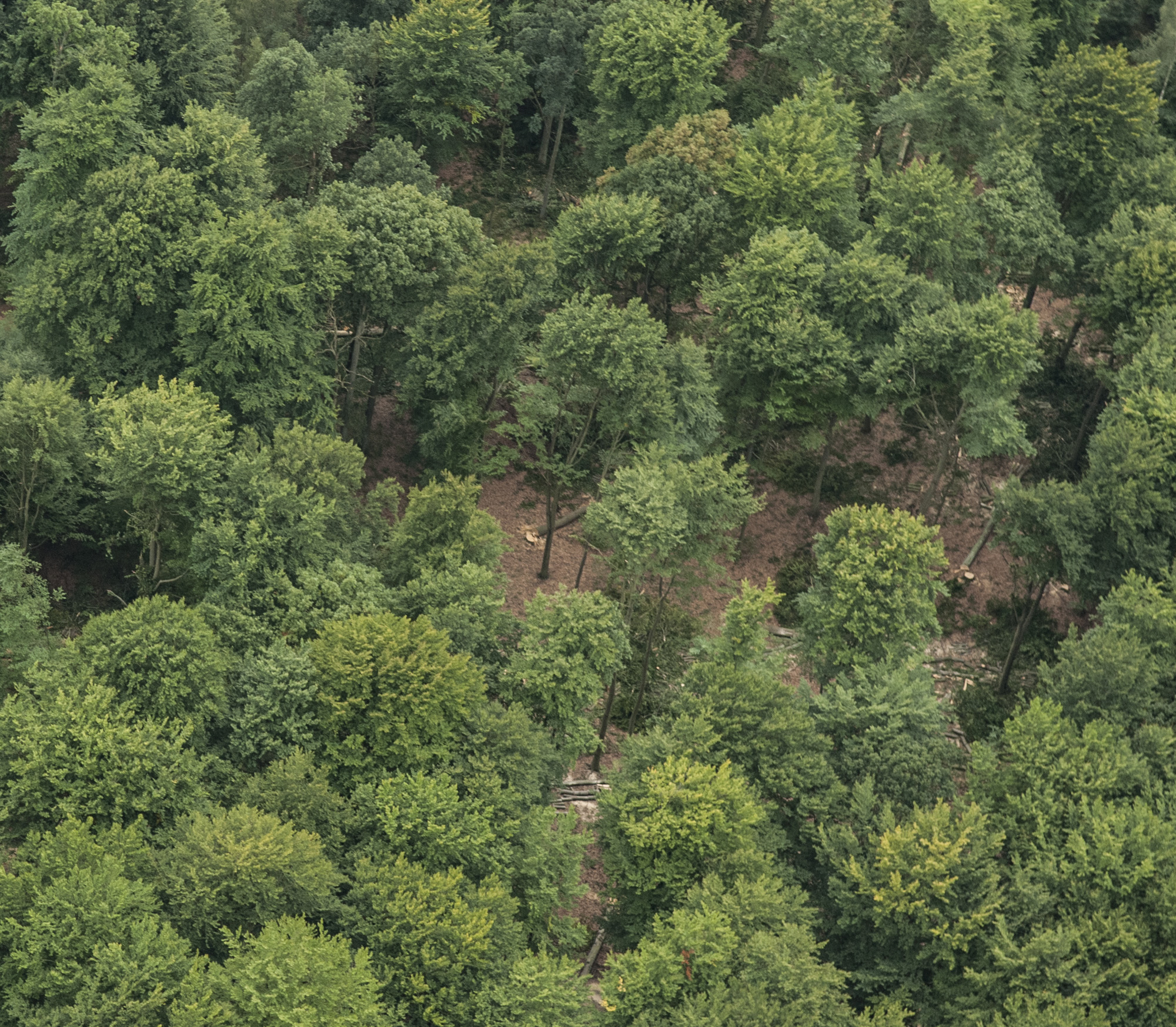 Pozyskanie drewna w Puszczy Bukowej jest rozłożone w czasie. Powoli na przestrzeni wielu lat usuwa się część drzew doświetlając dno lasu i umożliwiając wzrost młodego pokolenia.