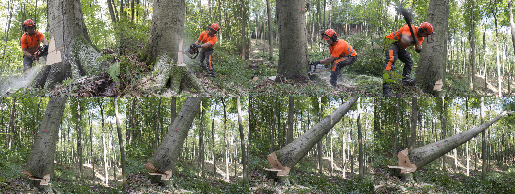 Pozyskanie drewna to ciężka praca wymagająca ogromnej wiedzy i doświadczenia. 