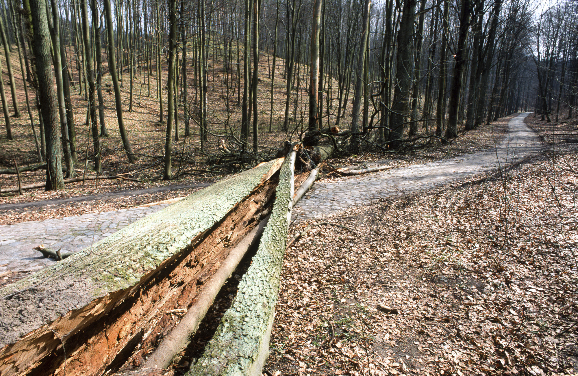 Pozostawianie drzew biocenotycznych rozważane jest zawsze z uwzględnieniem bezpieczeństwa publicznego