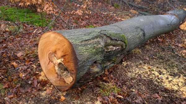 Zasoby martwego drewna tworzone są również poprzez pozostawianie fragmentów drzew nie przeznaczonych do gospodarczego wykorzystania.