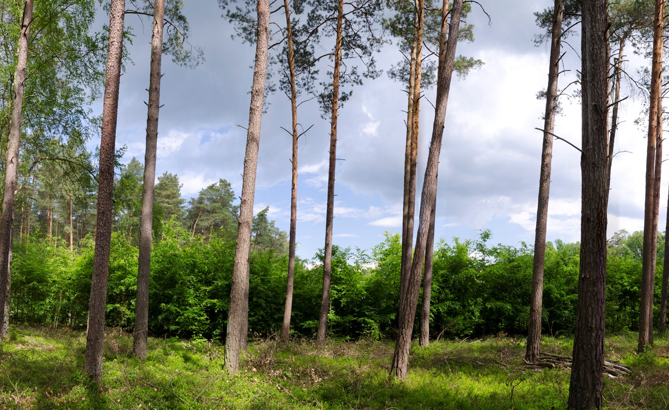 A pod sosnami rosną już dorodne buki