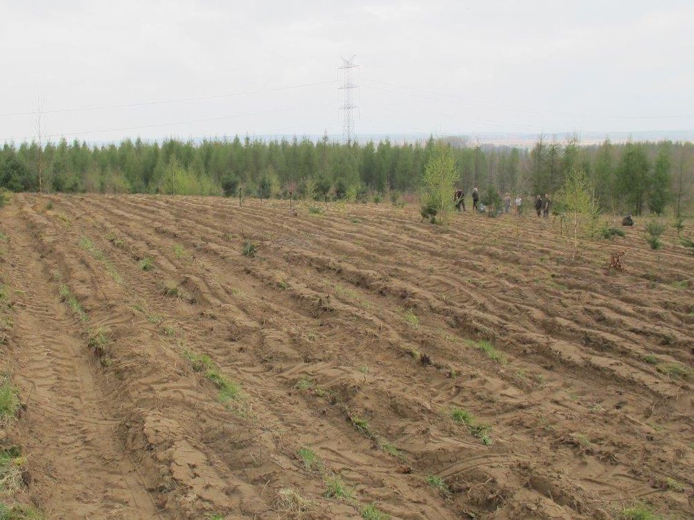 Zalesienia gruntów porolnych. Dzięki takim działaniom powierzchnia lasów w Polsce stale się zwiększa.