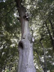 Wycinka drzewa niebezpiecznego przy szlaku turystycznym