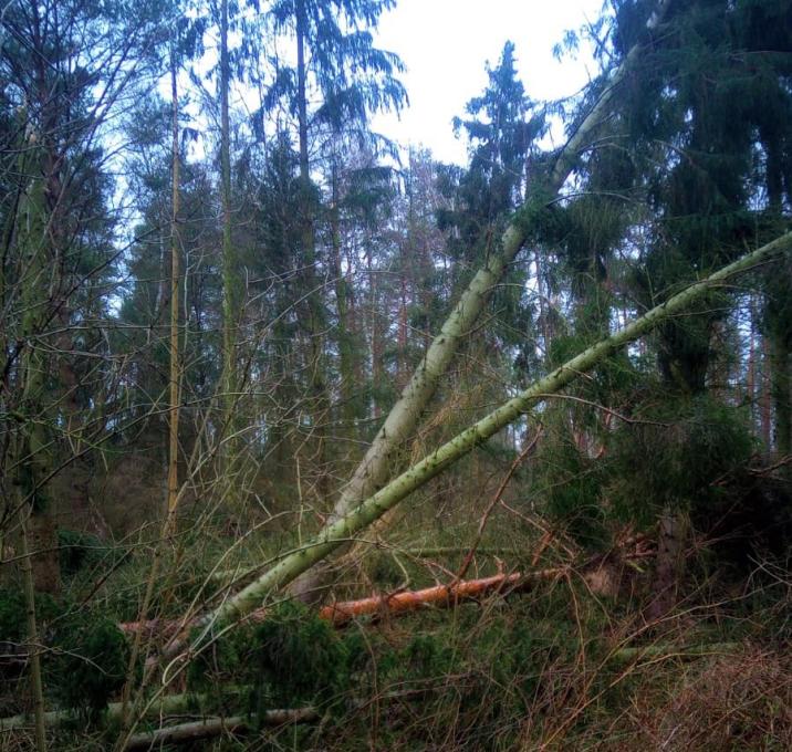 Na&#x20;zdjęciu&#x20;widoczne&#x20;są&#x20;drzewa&#x20;uszkodzone&#x20;przez&#x20;porywiste&#x20;wiatry