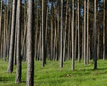 Informacja dotycząca zakazu wstępu do części lasów Nadleśnictwa Gryfino z uwagi na ASF