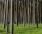 Informacja dotycząca zakazu wstępu do części lasów Nadleśnictwa Gryfino z uwagi na ASF