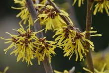 Godziny otwarcia Ogrodu Dendrologicznego w Glinnej