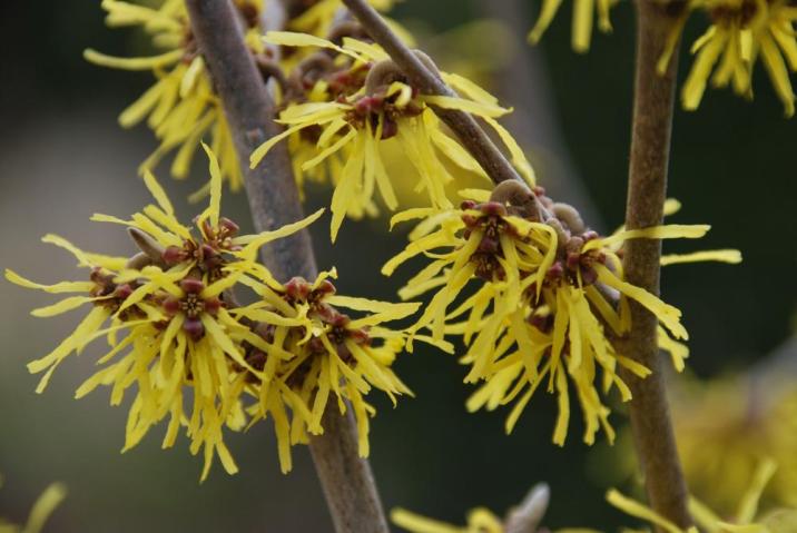 Zdjęcie przedstawia kwiaty oczaru